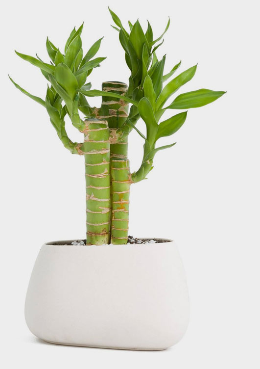 Outdoor Plant Pots
