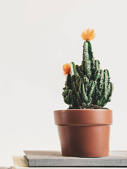 Outdoor Plant Pots
