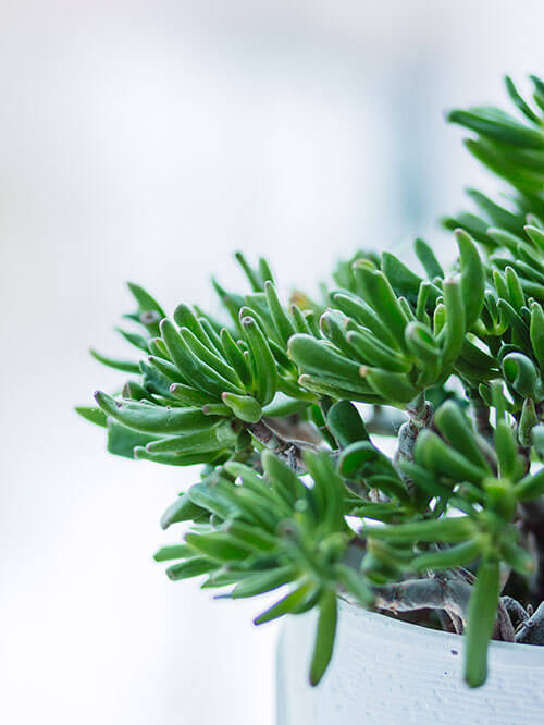 Plants