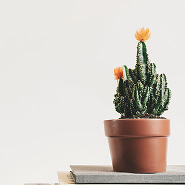 Outdoor Plant Pots